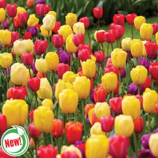 Bloomin' Madness Tulip Basket Thumbnail